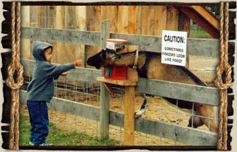 Petting Zoo