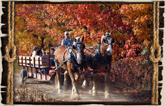 Horse Drawn Hayrides